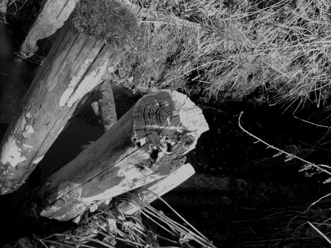 wooden pole under water
