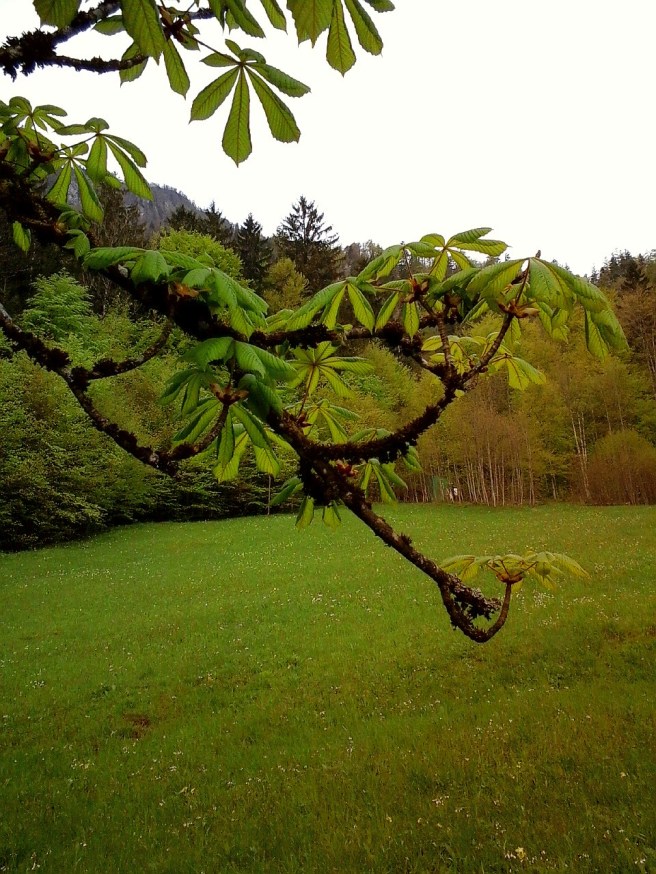 Kastanienzweig In Klaus